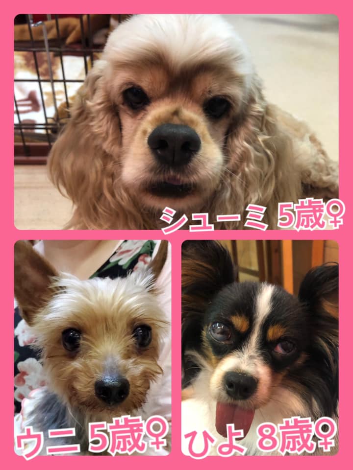 🐾今日の里親様募集中ワンコ🐶メンバーです🐾2020,7,7